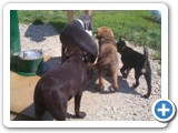 13_500 Sheba, 2 months old, ar right with other companions in need of some cool water.