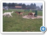 10_500 Crystal and the German Shepherd going off to play while the Boxer, another dog and Sheba stay put and 'chit'chat' with each other at the watering hole.