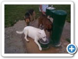 19_500  Crystal is totally tuckered and drinks laying down as the German Shepherd and Boxer stand near by waiting their turn for a drink.