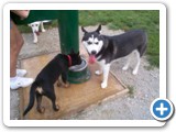 22_500  Sheba gets a drink of water while the Husky's attention goes elsewhere.