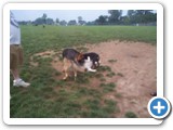 6_500 A German Shepherd and Sheba playing with the Husky.